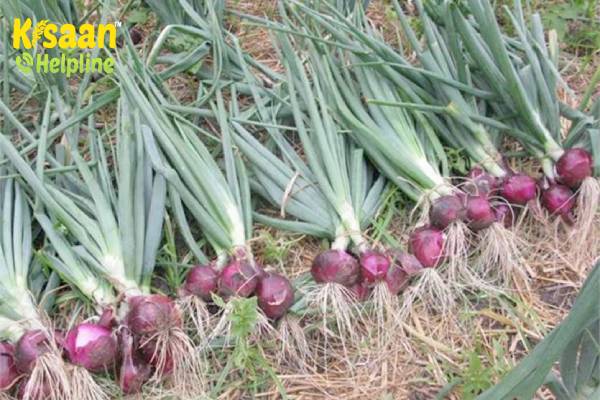 खरीफ प्याज की उन्नत खेती, जानिए प्याज की किस्म, अनुकूल समय, उपज और भंडारण के बारे में